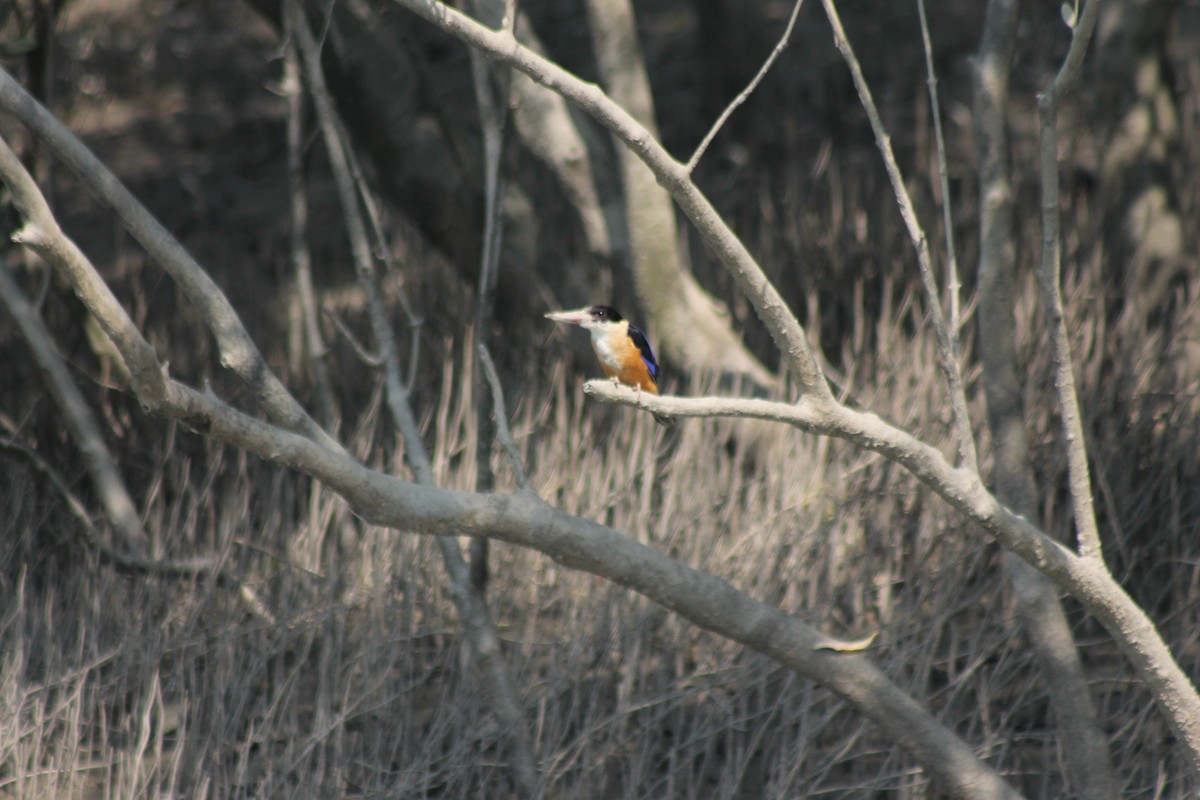 Black-capped Kingfisher - ML157051161