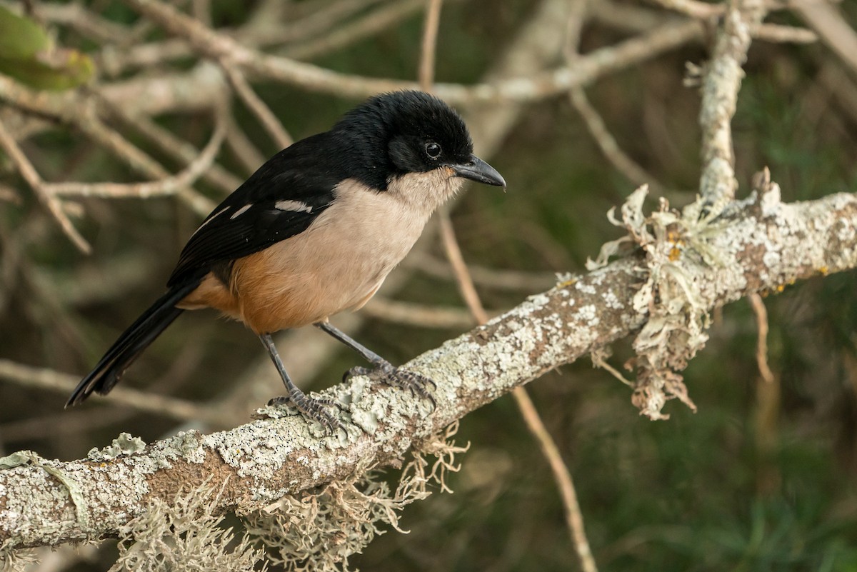 Southern Boubou - Joao Quental JQuental