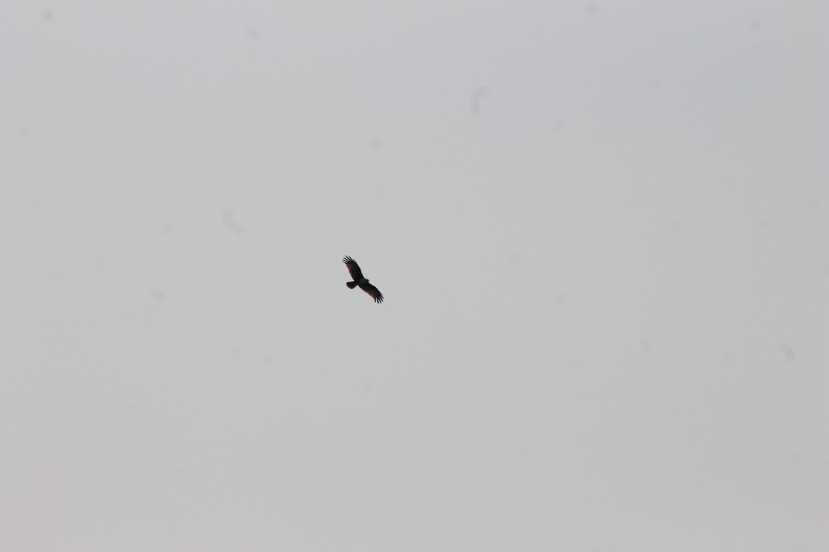 Brahminy Kite - ML157051841