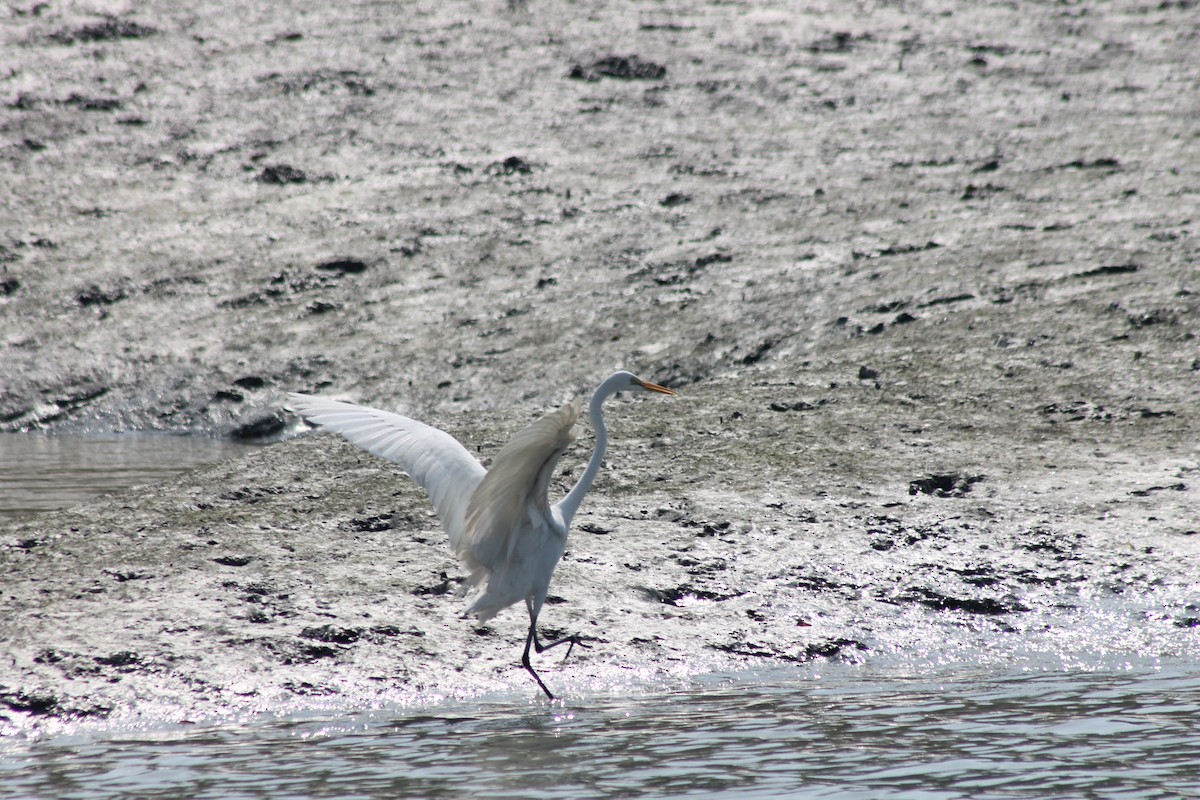 Great Egret - ML157051851