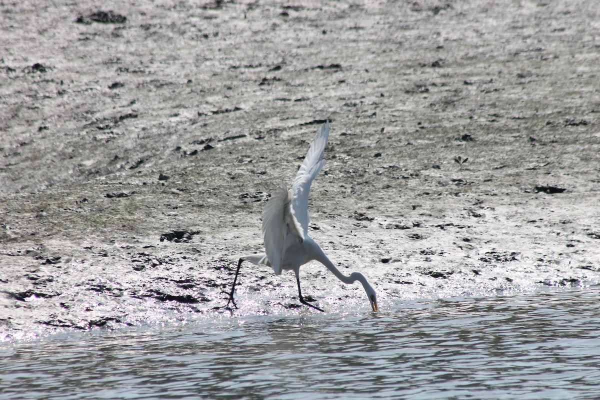 Great Egret - ML157051891