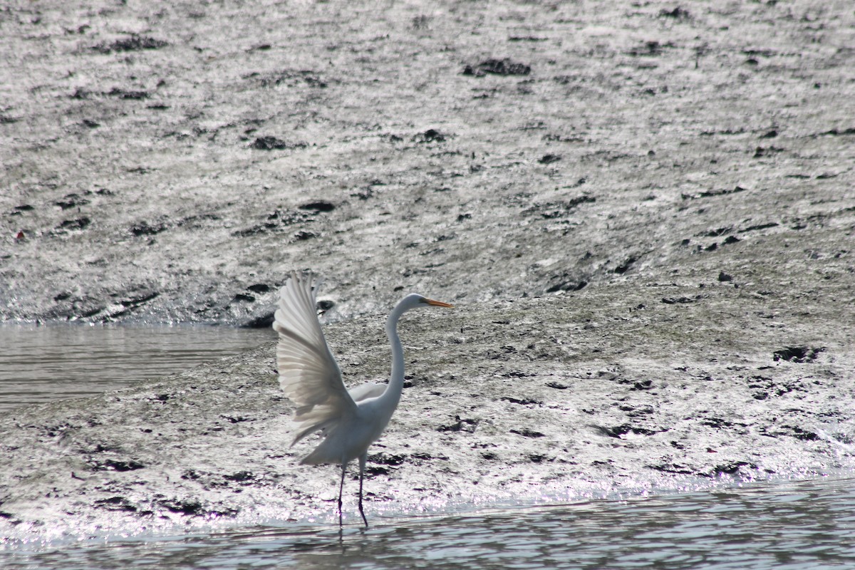 Great Egret - ML157051901