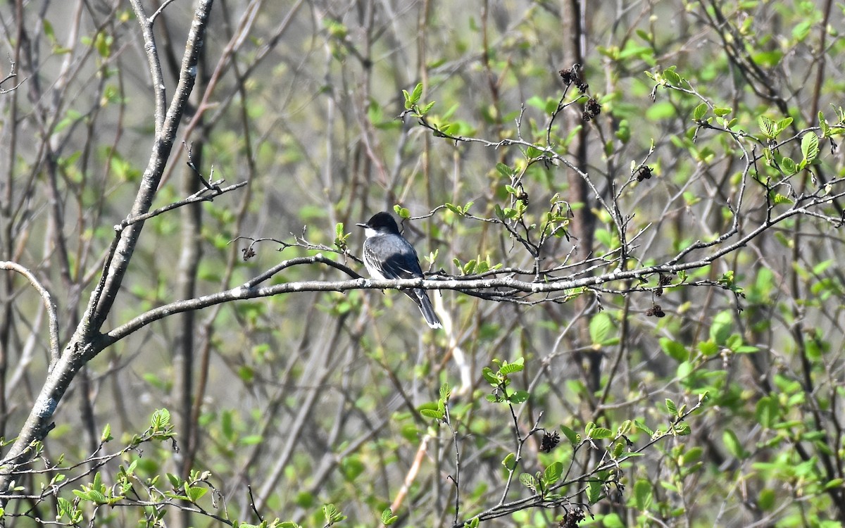 Eastern Kingbird - ML157051931