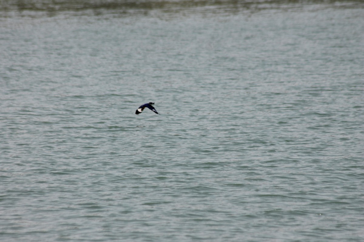 Black-capped Kingfisher - ML157052081