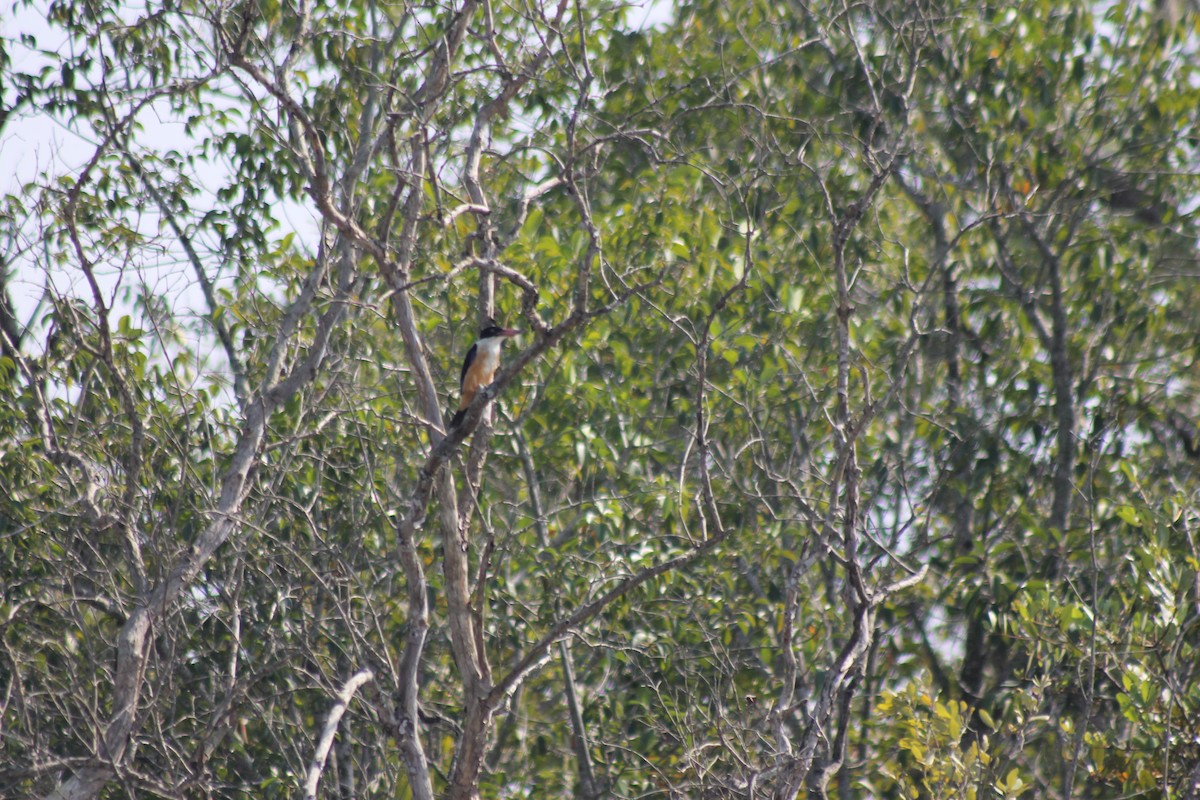 Black-capped Kingfisher - ML157052111