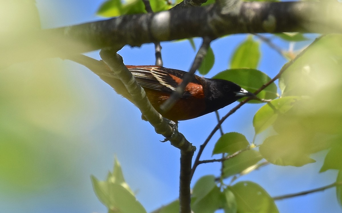 Orchard Oriole - ML157052121