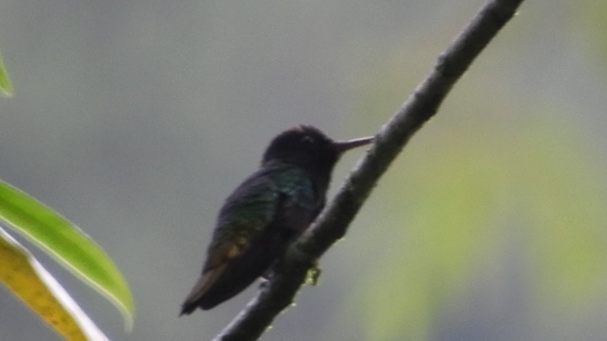 kolibřík zlatochvostý - ML157052401
