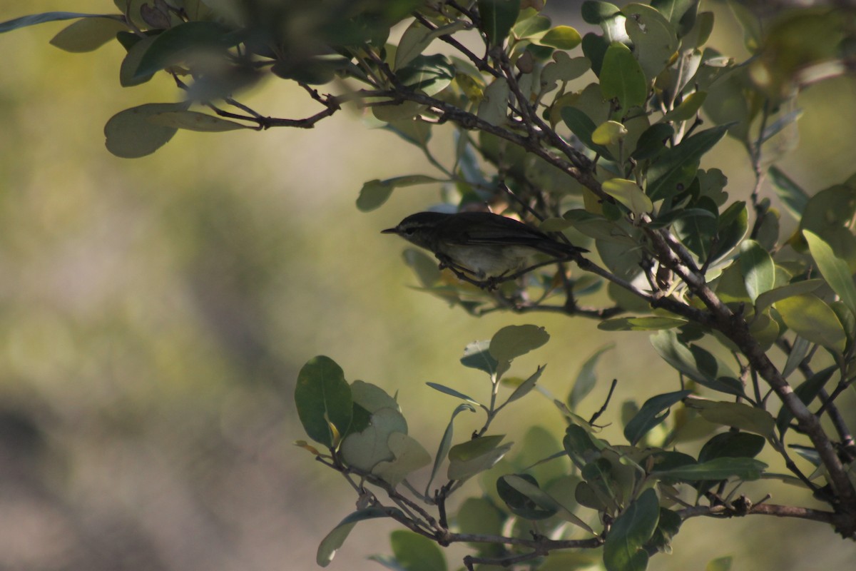 Common Chiffchaff - ML157052641