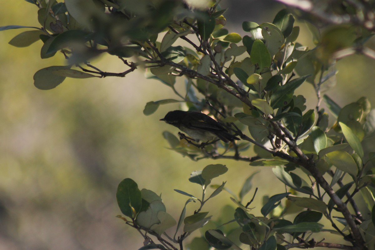 Common Chiffchaff - ML157052671