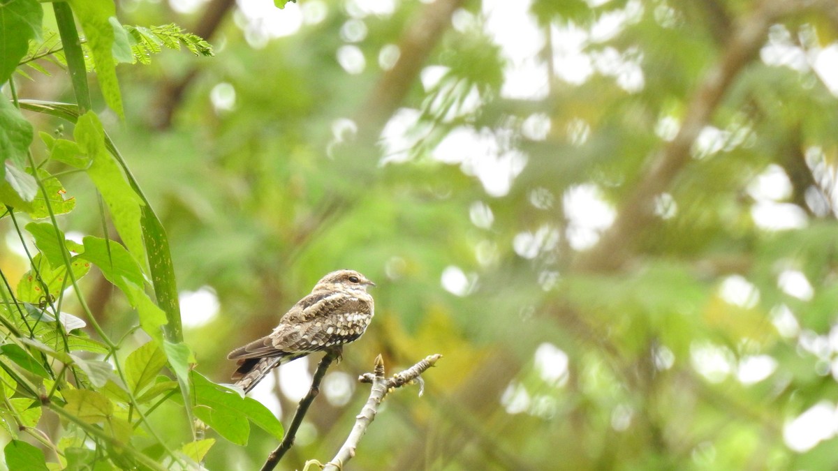 Ladder-tailed Nightjar - ML157052891