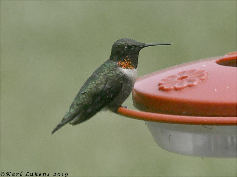 Colibri à gorge rubis - ML157052901