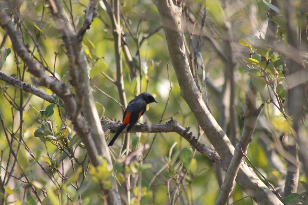 Small Minivet - ML157052911