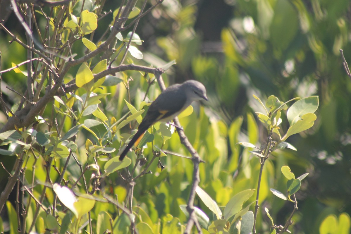 Small Minivet - ML157052951