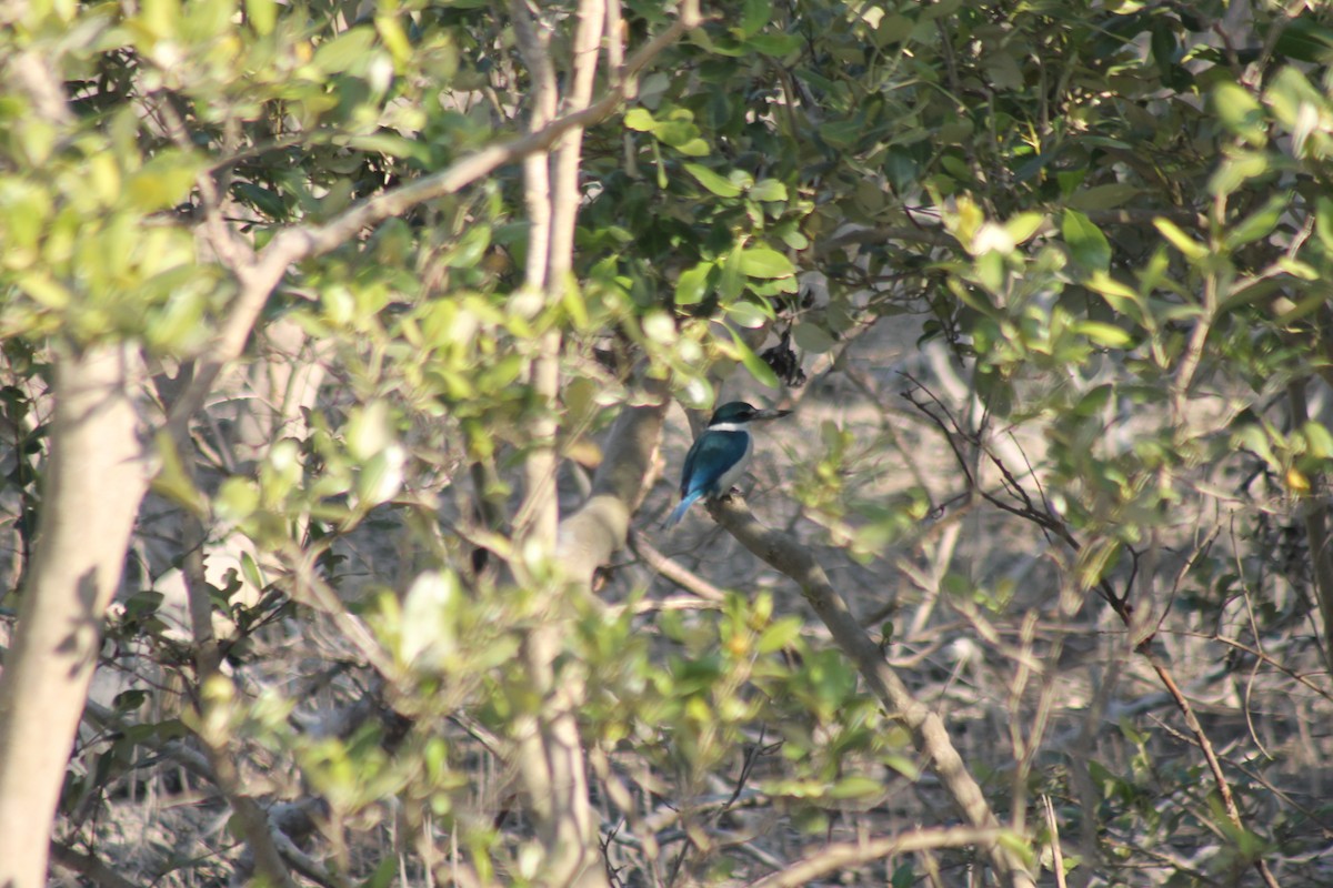 Collared Kingfisher - ML157053111