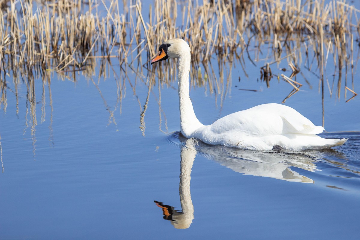Mute Swan - Alice Neuer