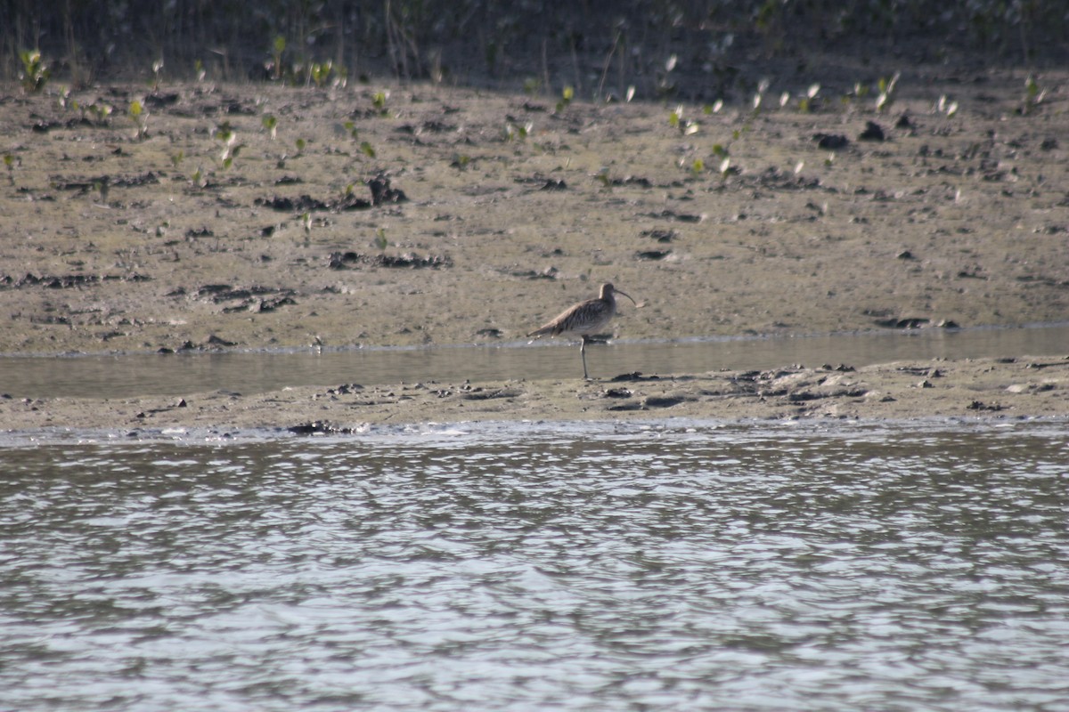 Eurasian Curlew - ML157053711