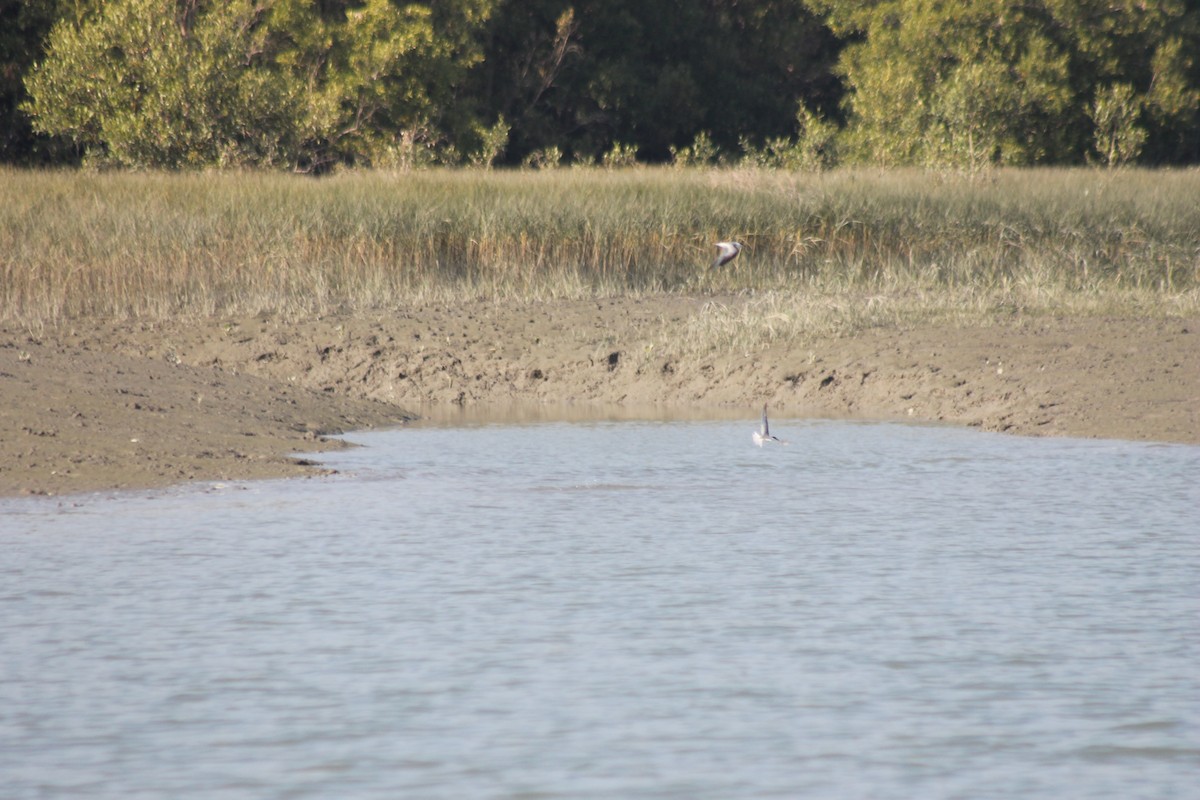 Little Tern - ML157053801