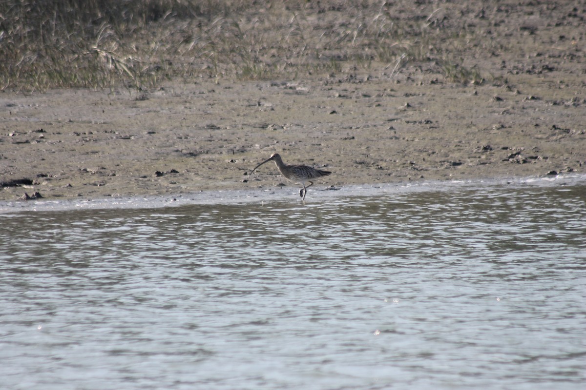 Eurasian Curlew - ML157053971