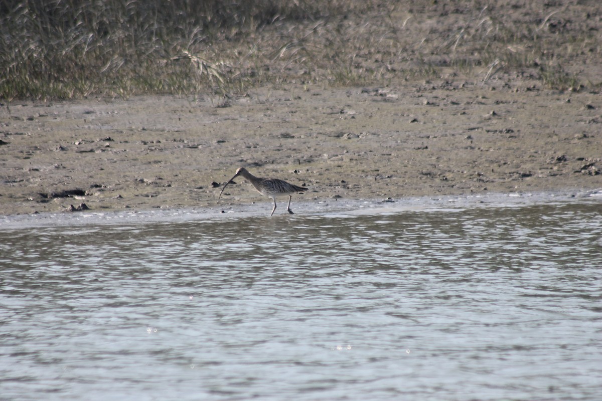 Eurasian Curlew - Sourav Halder