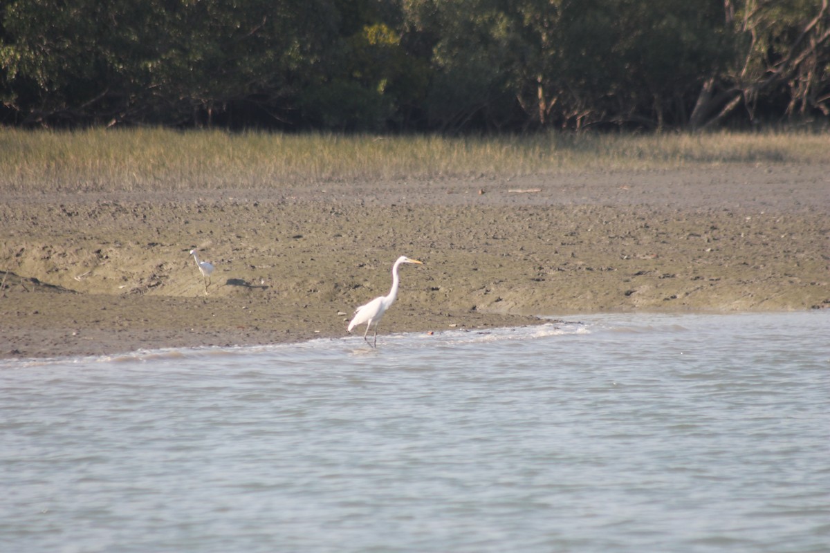 Great Egret - Sourav Halder