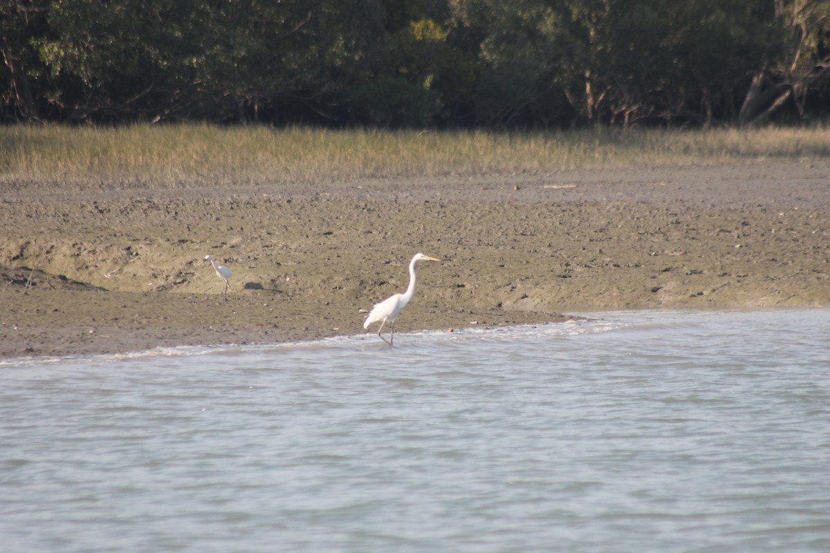 Little Egret - Sourav Halder