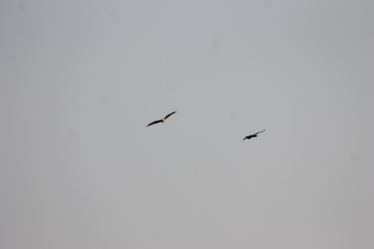 Brahminy Kite - ML157054601