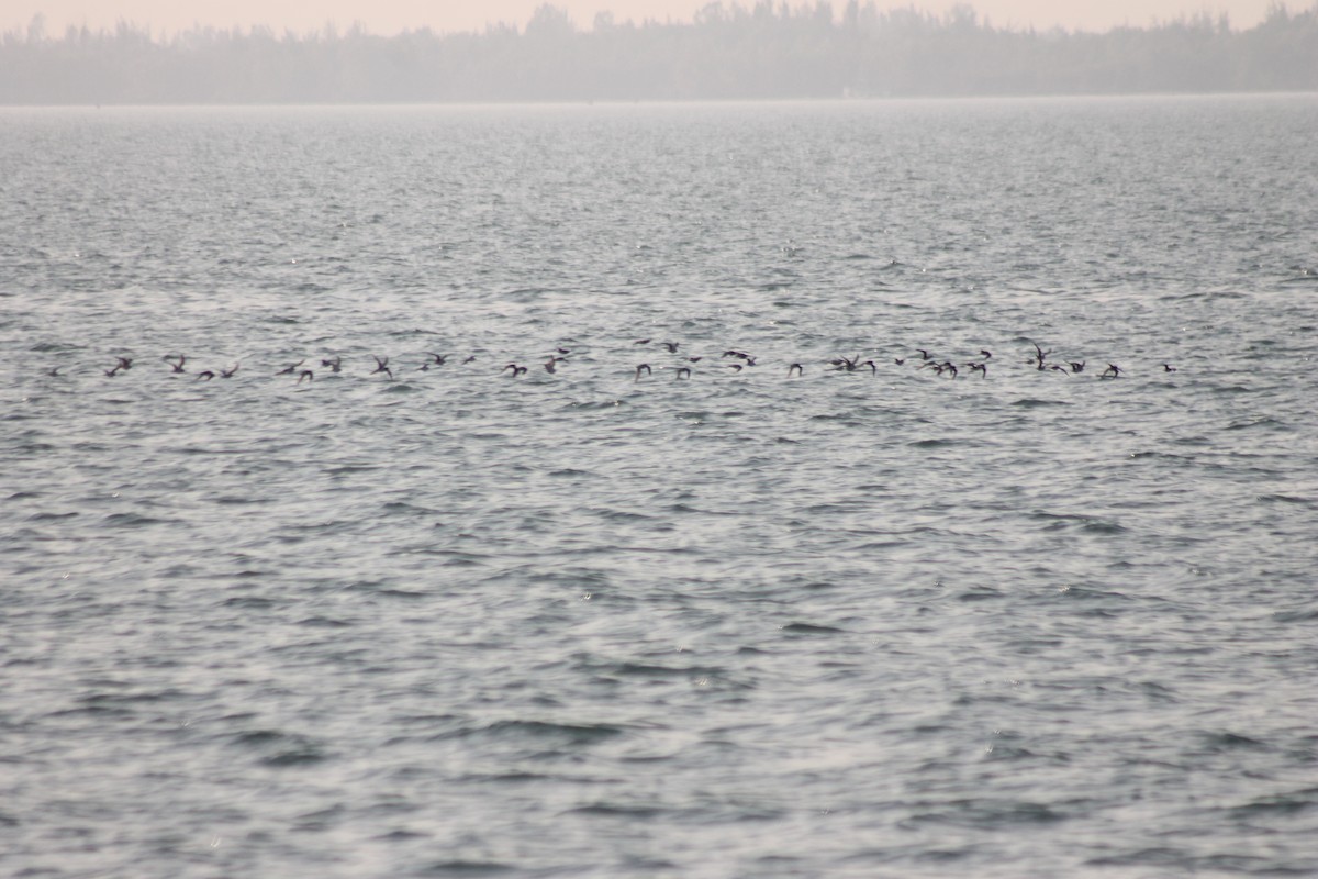 gull/tern sp. - ML157054911