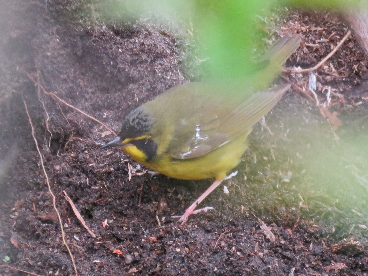 Kentucky Warbler - Neil MacLeod