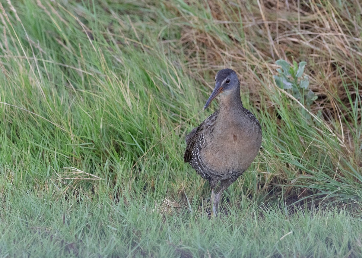 Clapper Rail - ML157055441