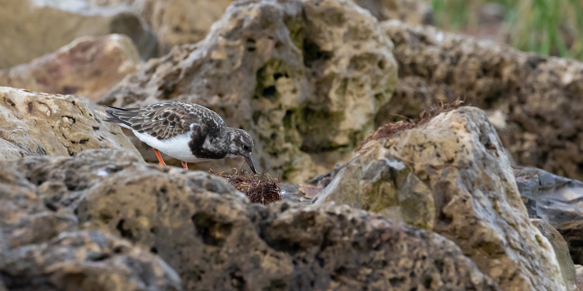 Ruddy Turnstone - Janey Woodley