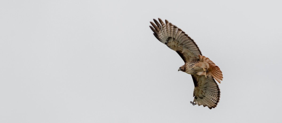 Red-tailed Hawk - ML157056321