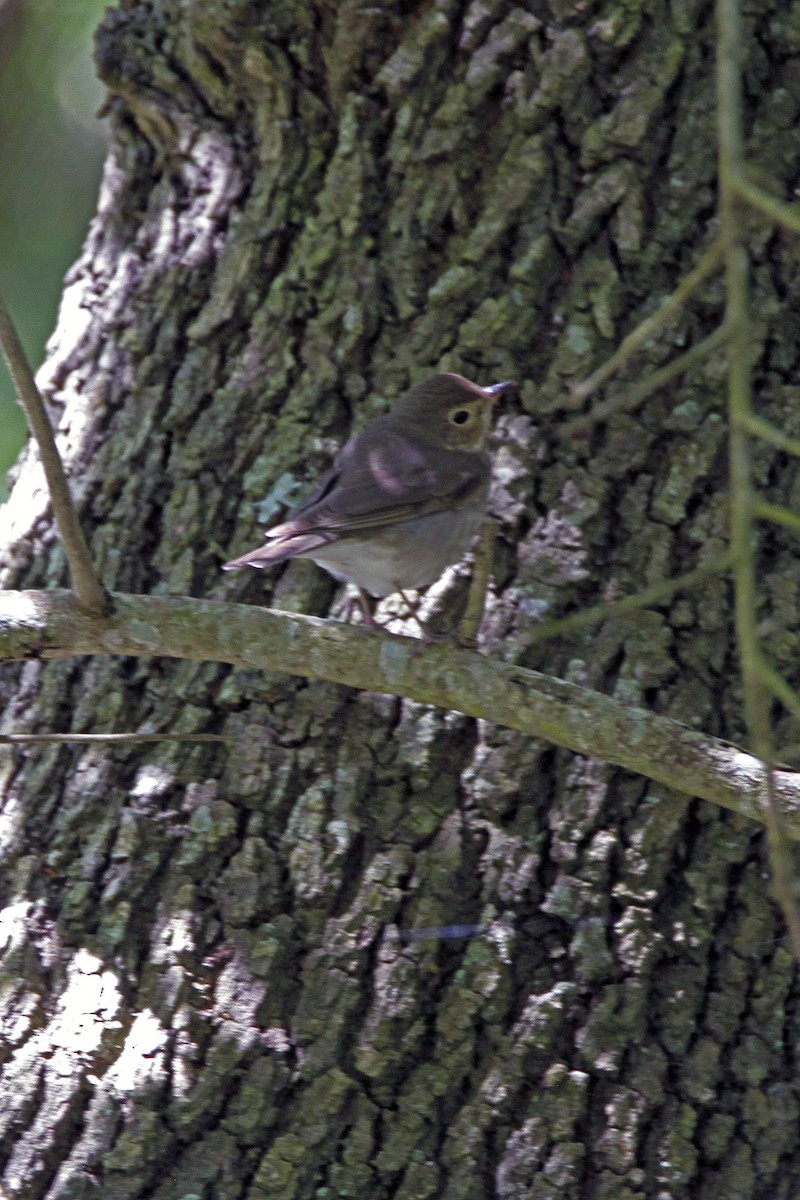 Swainson's Thrush - ML157056841