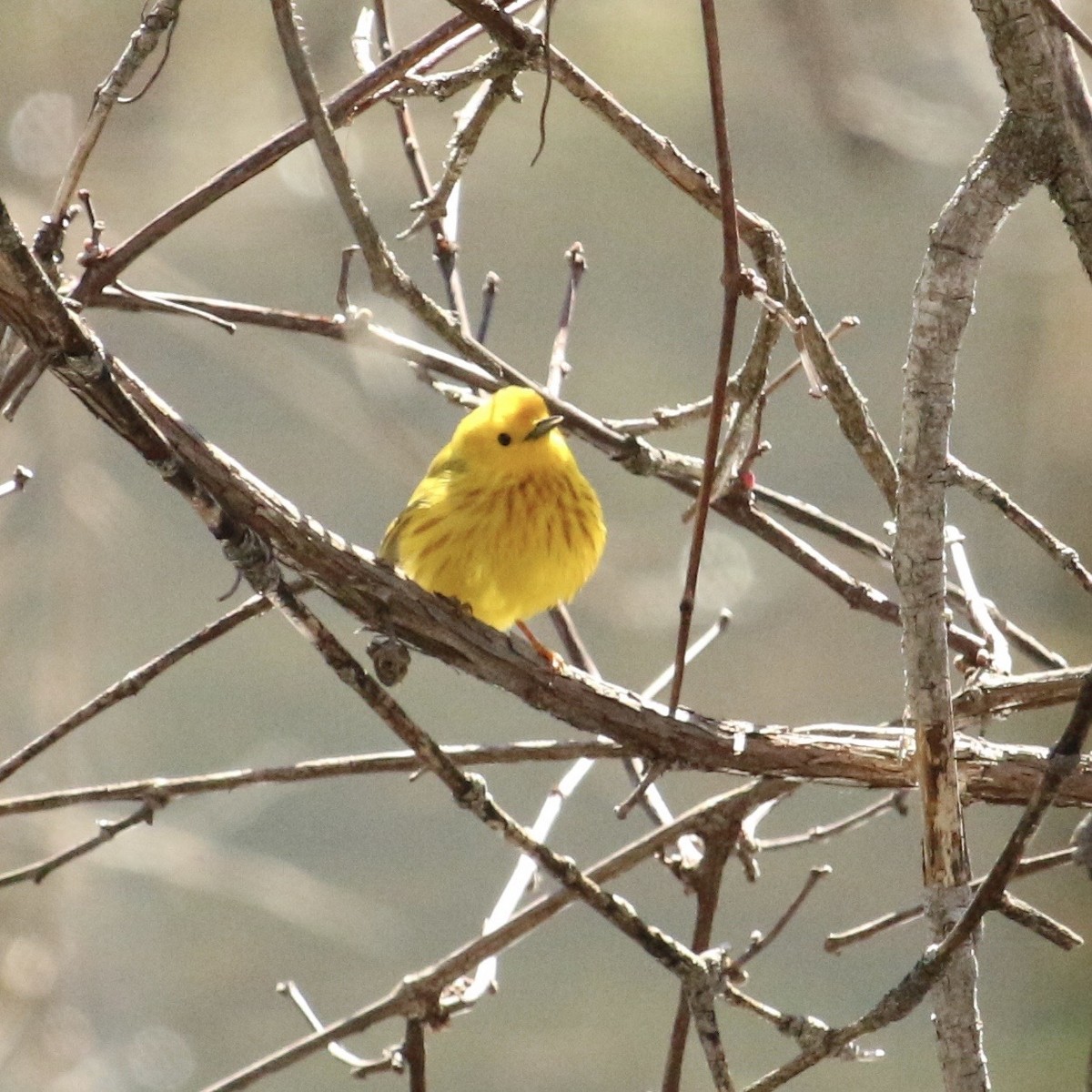 Yellow Warbler - ML157057111