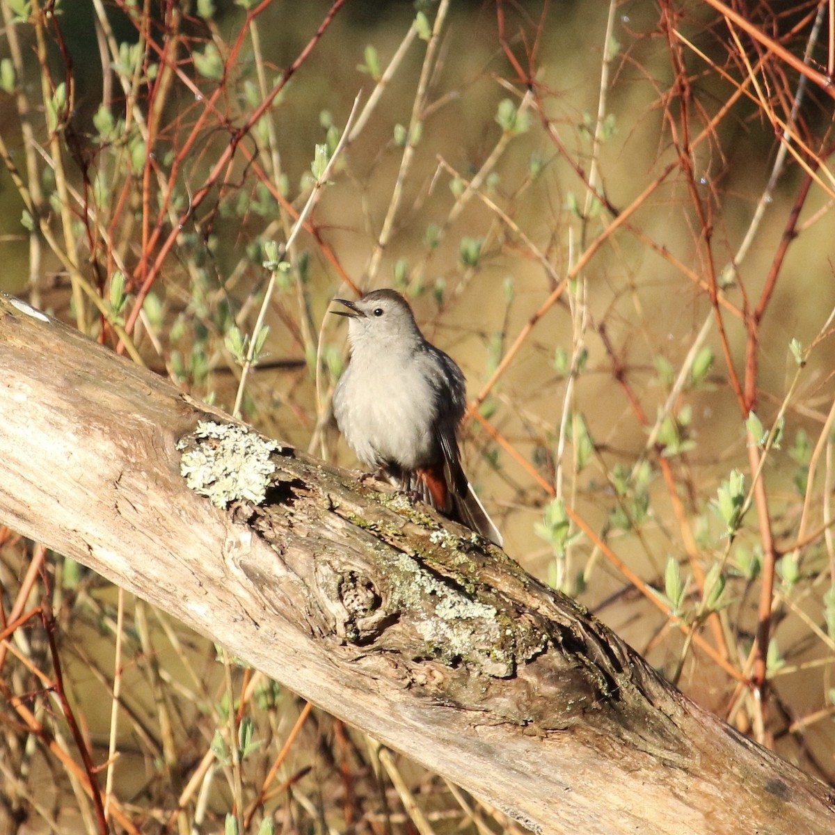 Gray Catbird - ML157057171