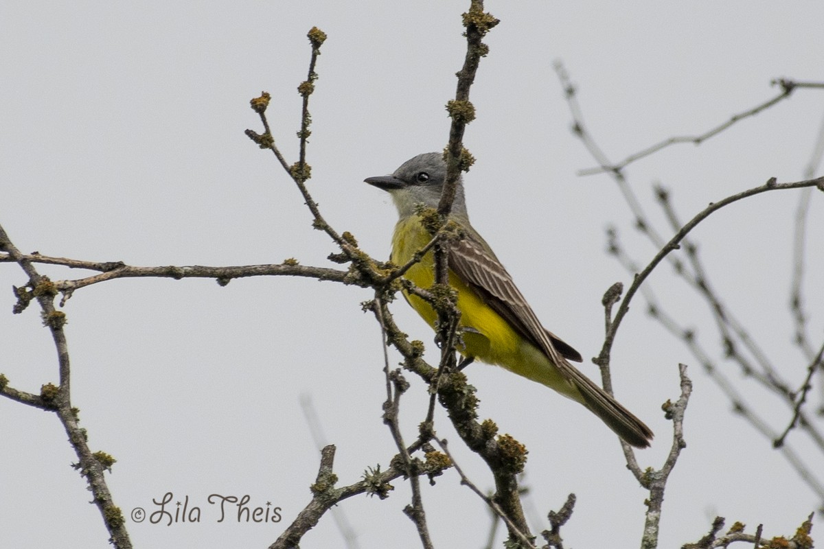 Couch's Kingbird - Lila Theis