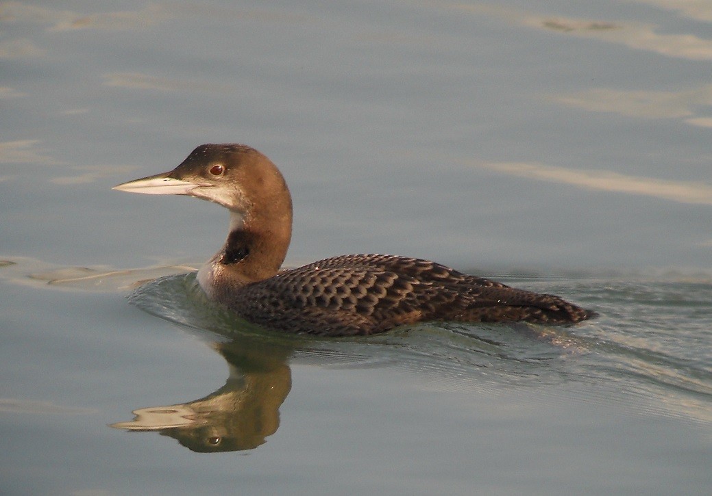 Common Loon - Nelson Fonseca