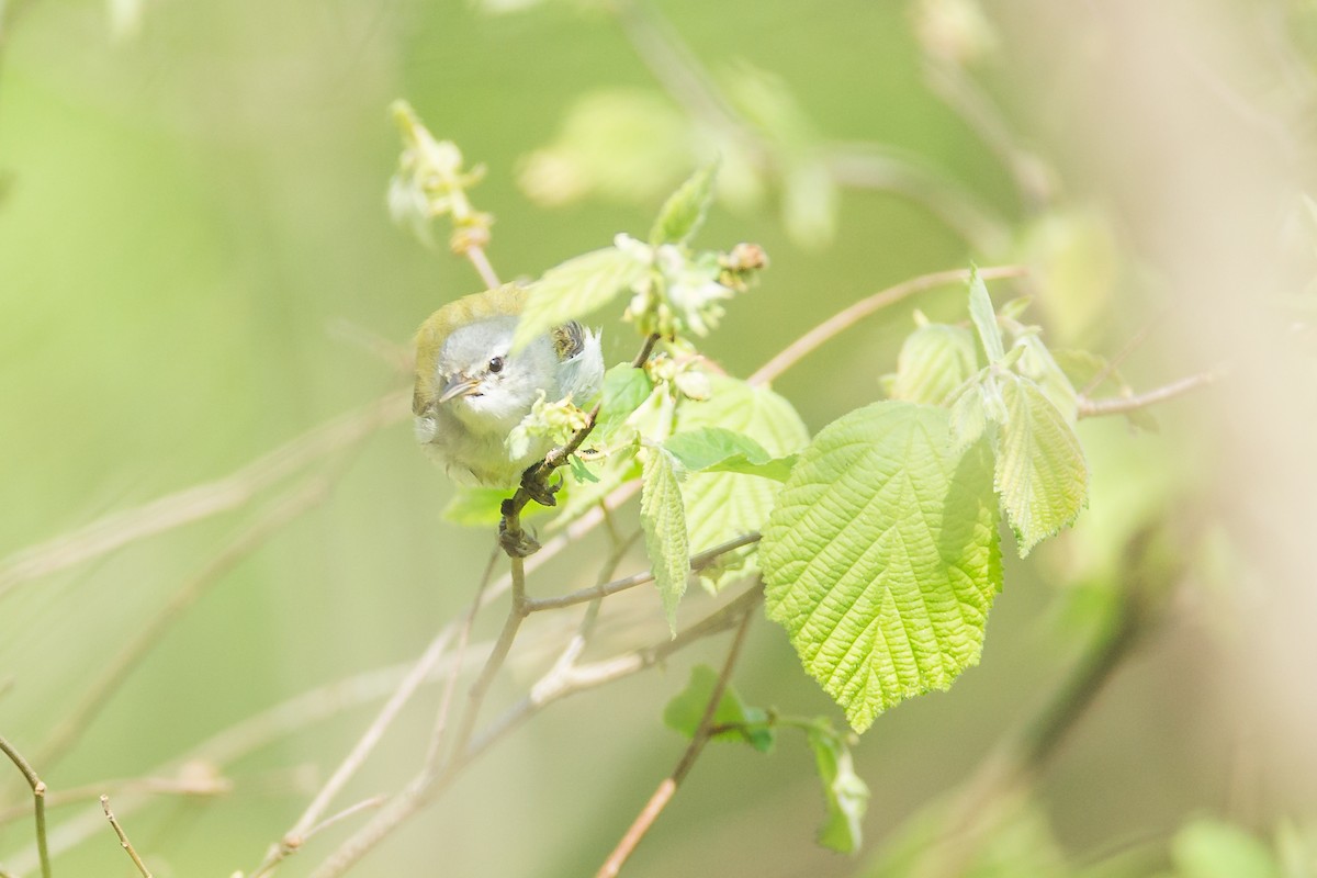 Tennessee Warbler - ML157058741