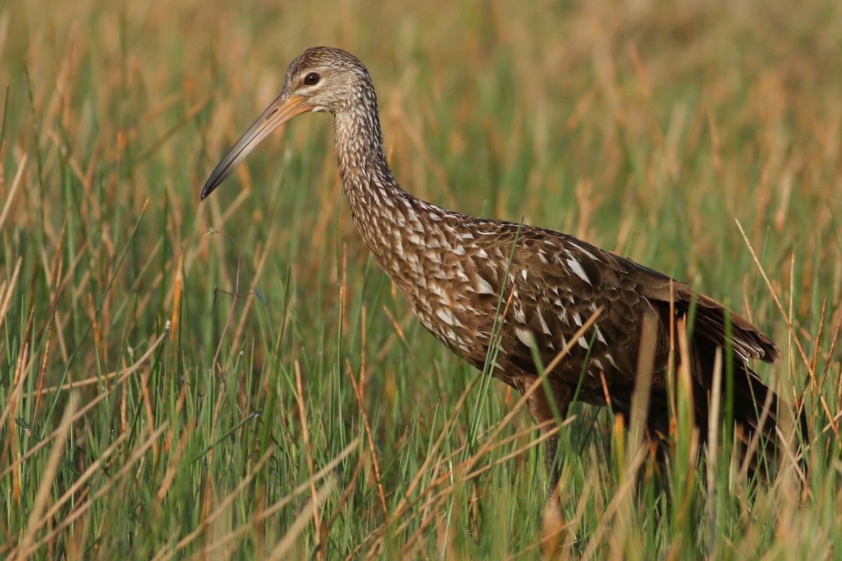 Limpkin - Jonathan Eckerson