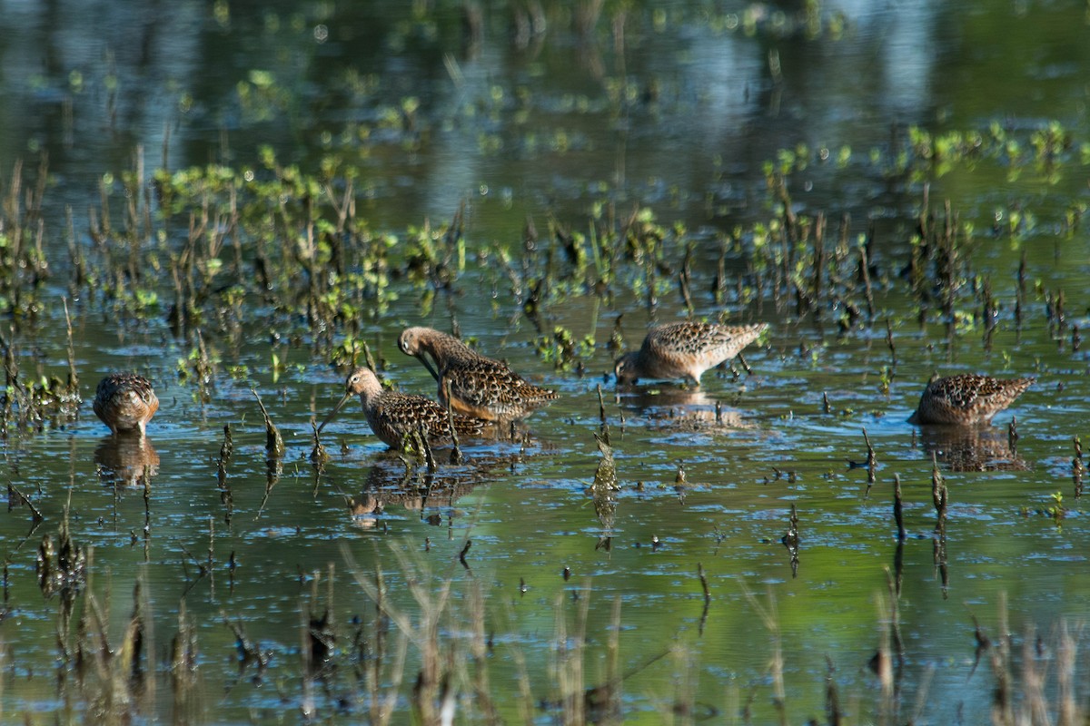 Long-billed Dowitcher - ML157058821