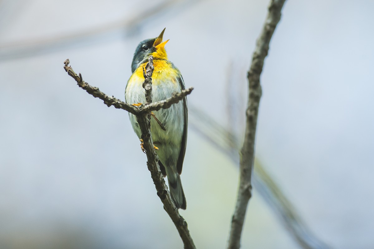 Northern Parula - ML157058901