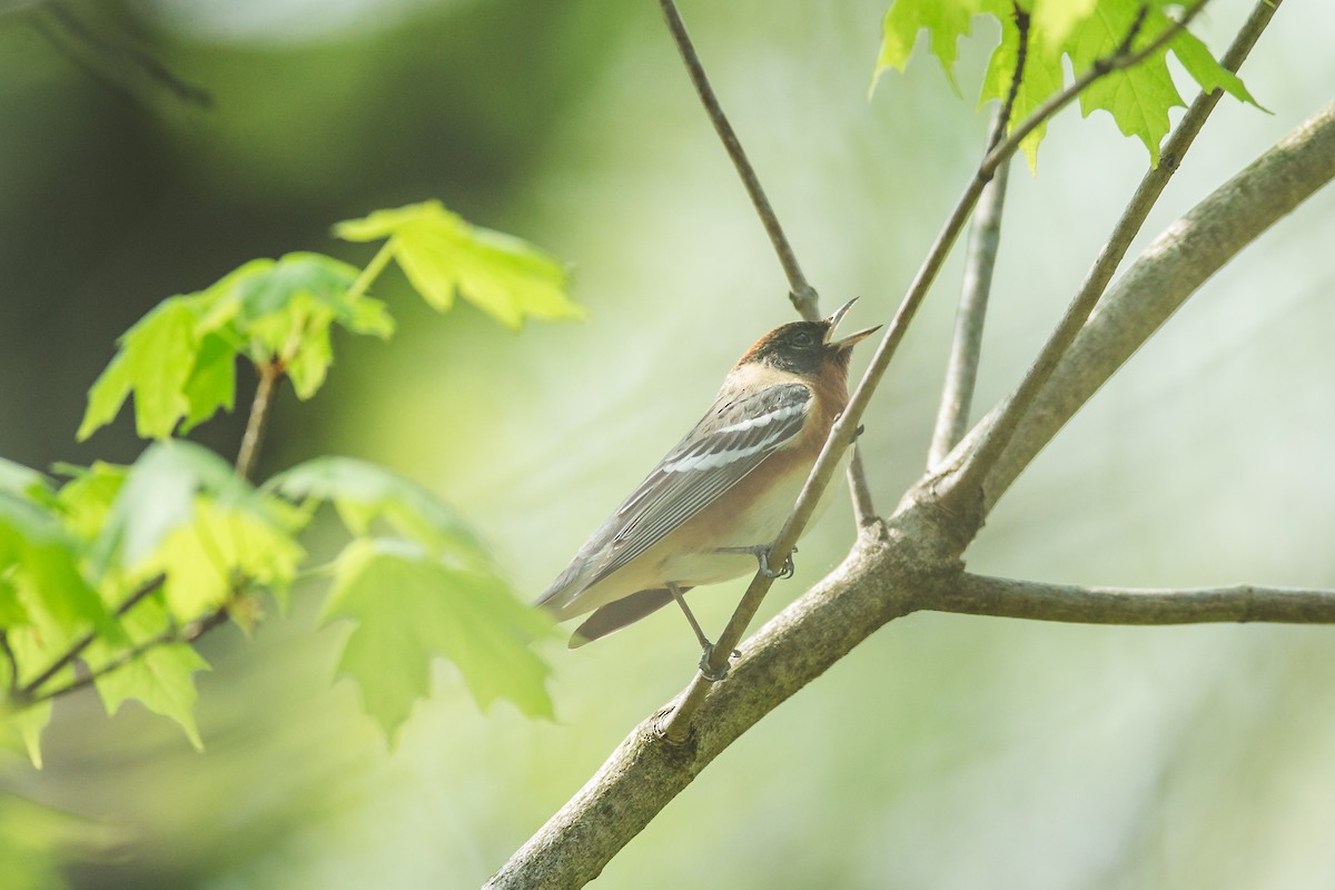 Bay-breasted Warbler - Dave Wegiel