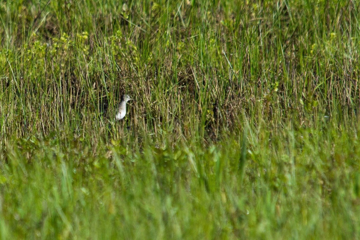 Solitary Sandpiper - Joshua Little