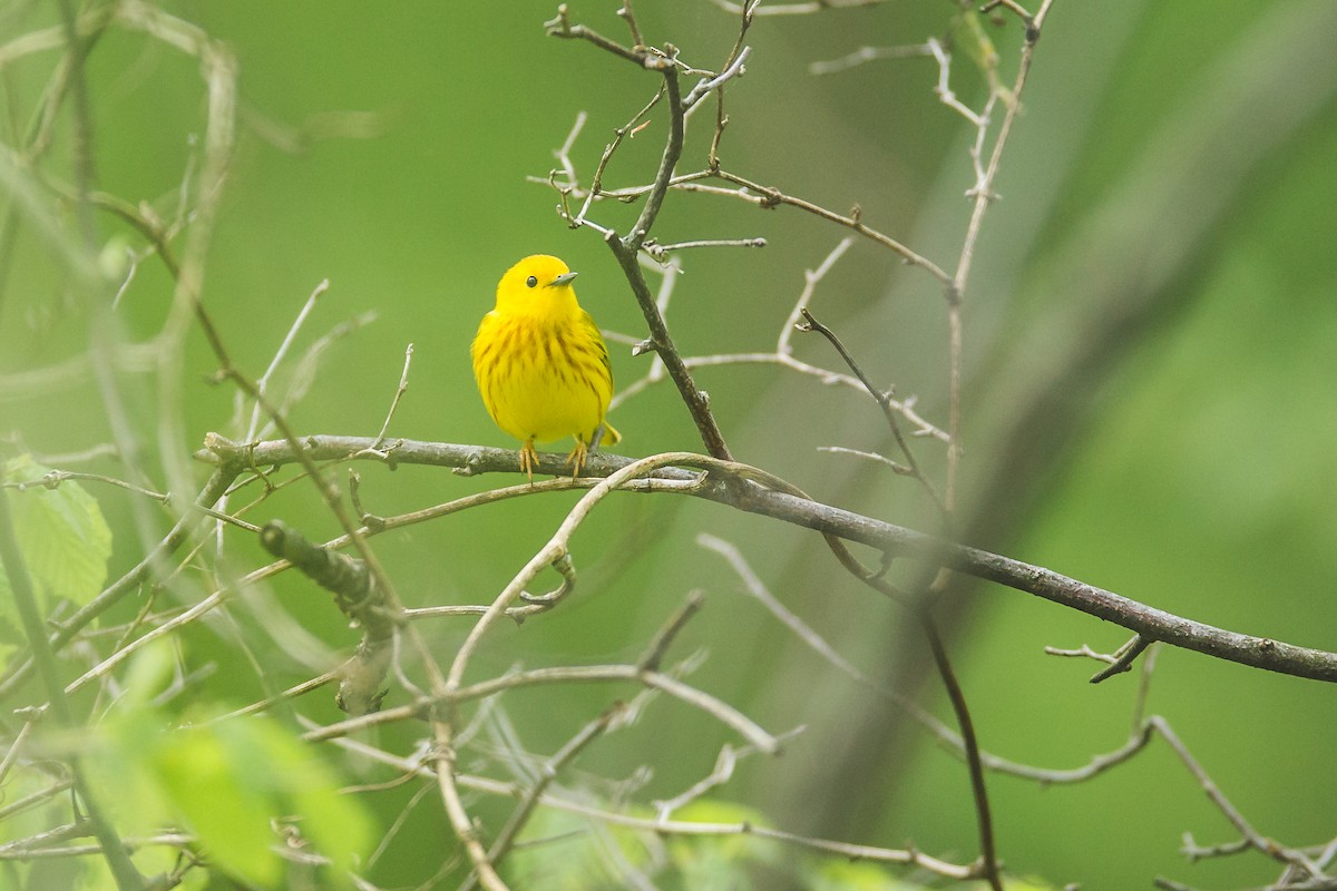 Yellow Warbler - ML157058981