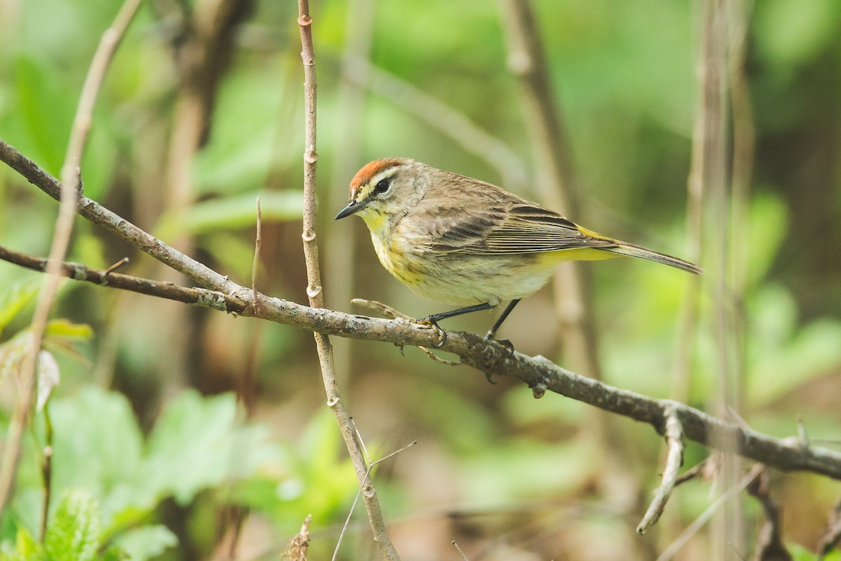 Paruline à couronne rousse - ML157059111