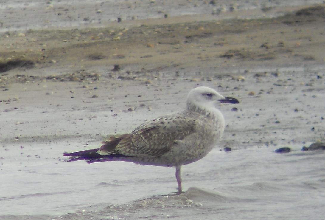 Caspian Gull - Nelson Fonseca