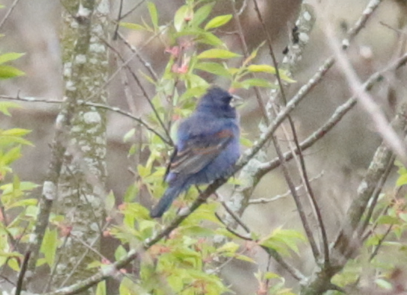 Blue Grosbeak - ML157059921