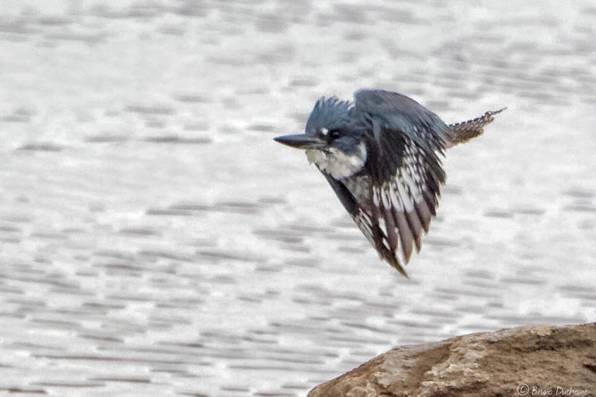 Belted Kingfisher - ML157059951
