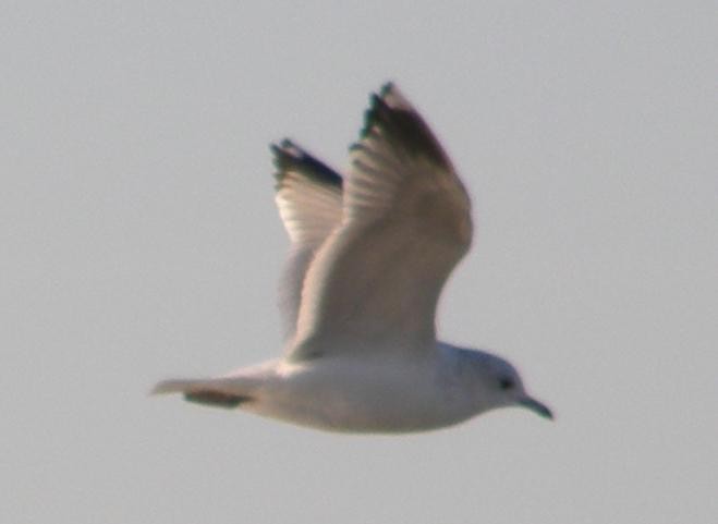 Common Gull - Nelson Fonseca