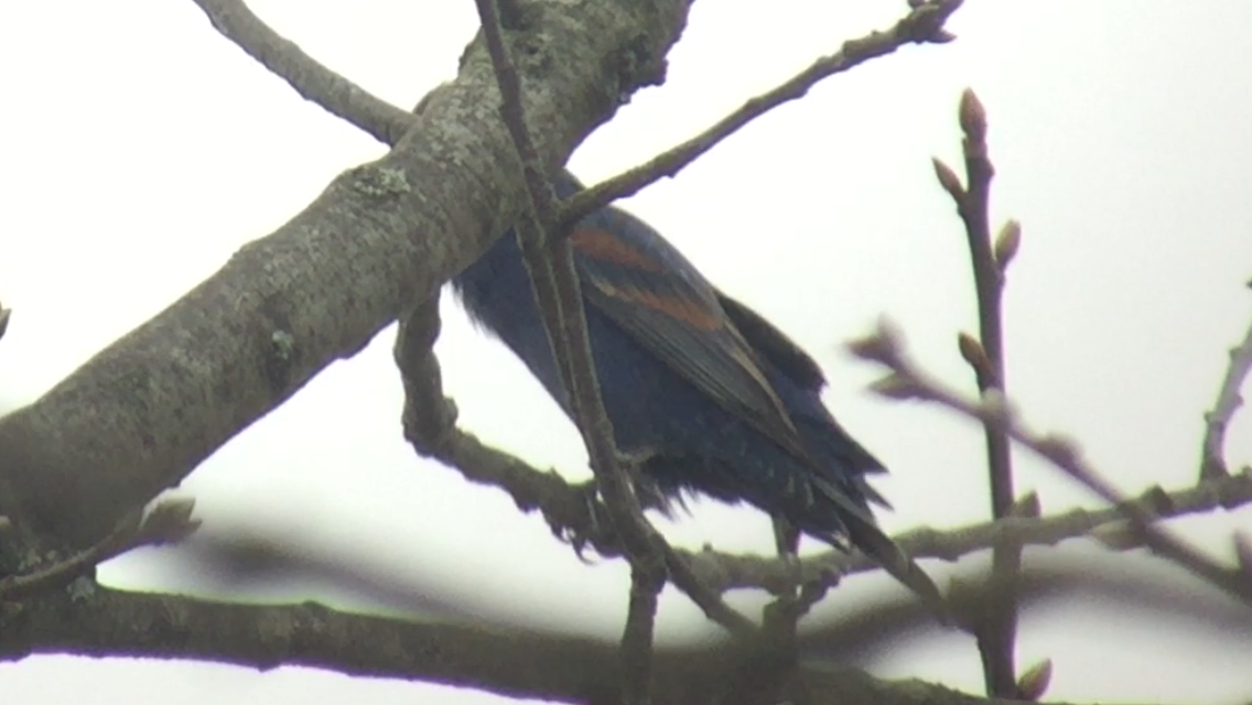 Blue Grosbeak - ML157060361