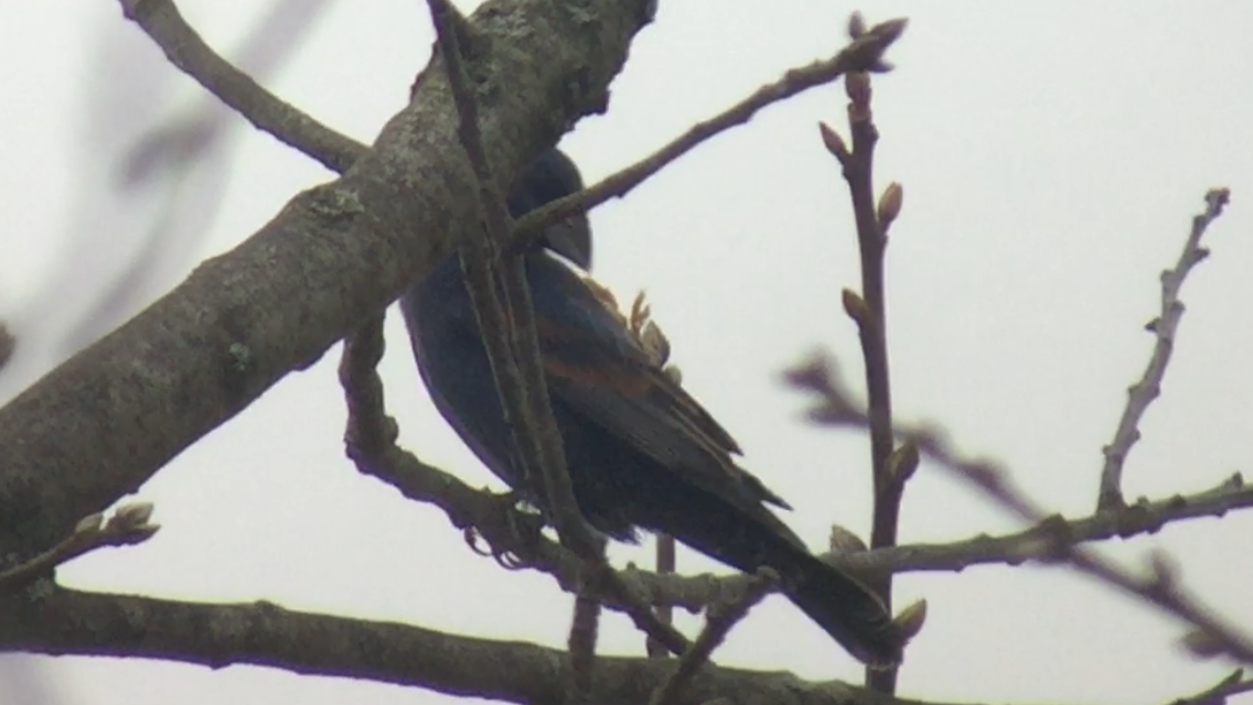 Blue Grosbeak - ML157060371